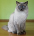 /album/kocur-corry/img-4342-jpg/