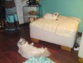 /album/fotky-arthur/dsc04220-jpg/