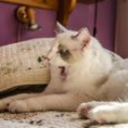 /album/fotogaleria-fotky-aslan/a208636-545236885507349-1169730139-n-jpg/