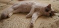 /album/fotogaleria-fotky-aslan/a1277180-618547661509604-820670800-o-jpg/